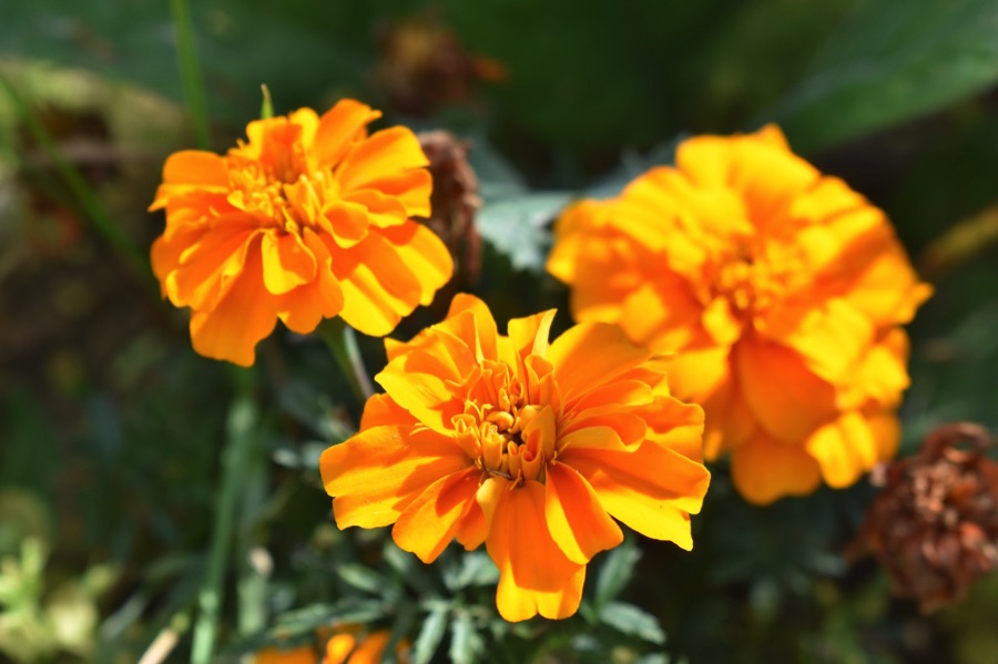 French marigold flowers